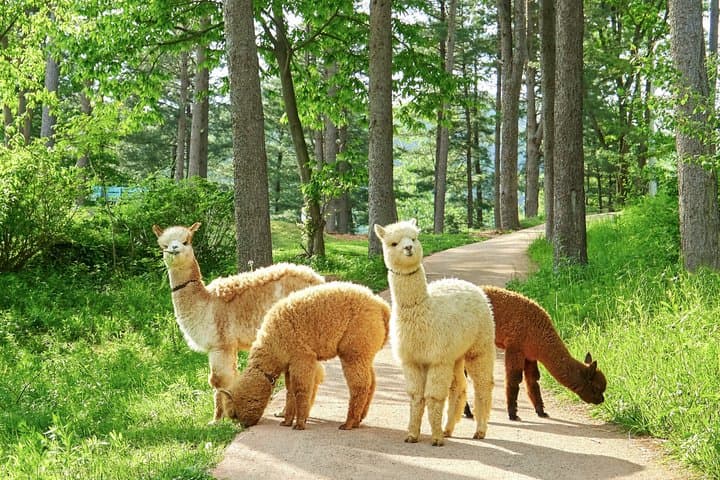 Alpaca World, Nami Island with optional Railbike Tour from Seoul