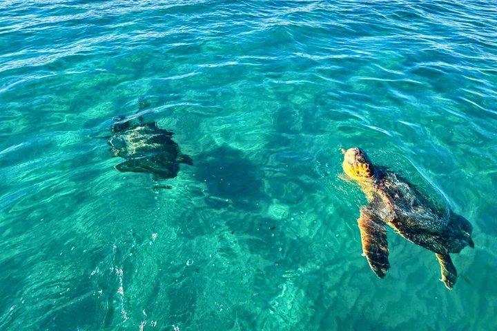 Guaranteed Turtle Spotting 3 Hours Zakynthos Swim and Caves