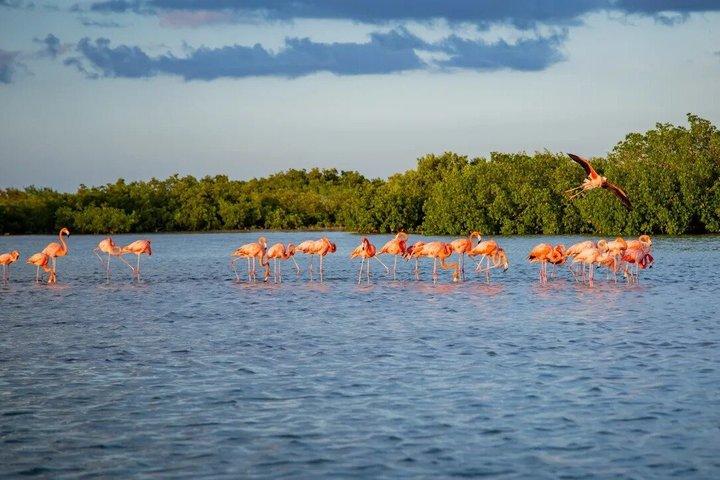 Rio Lagartos and Las Coloradas Pink Lakes Boat Tour from Cancun