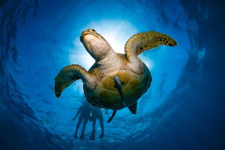Half-Day Outer Reef Snorkelling Tour