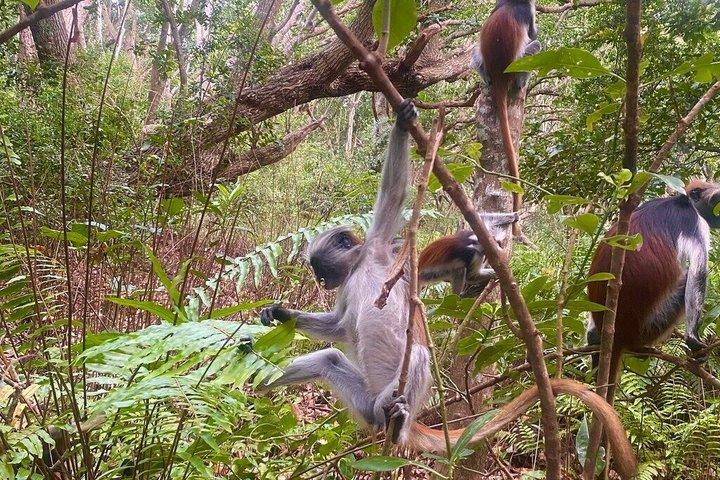 Zanzibar: Jozani Red colobus monkeys and Spice Farm with Lunch