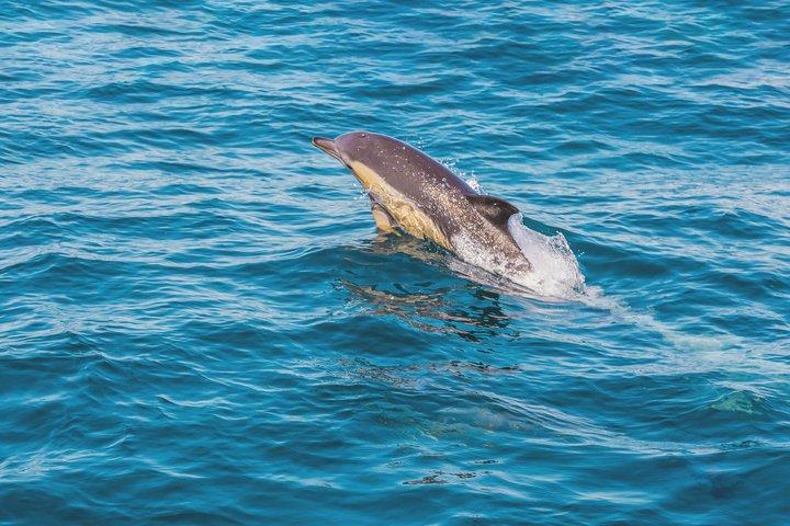 Portimao: Dolphins & Caves - Catamaran