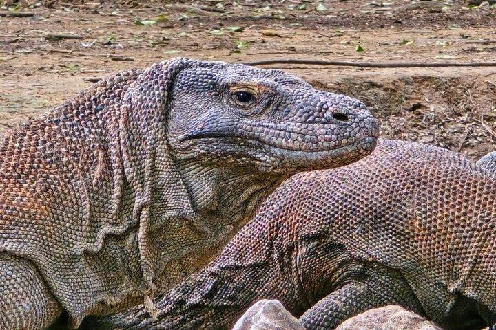 4D3N Komodo & Lombok Tour 2027