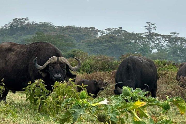 Tsavo East Big Five Safari from Diani and Mombasa Full Day 4x4