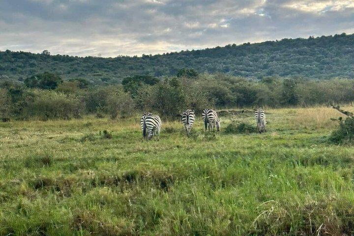 Tsavo East Big Five Safari from Diani and Mombasa Full Day 4x4