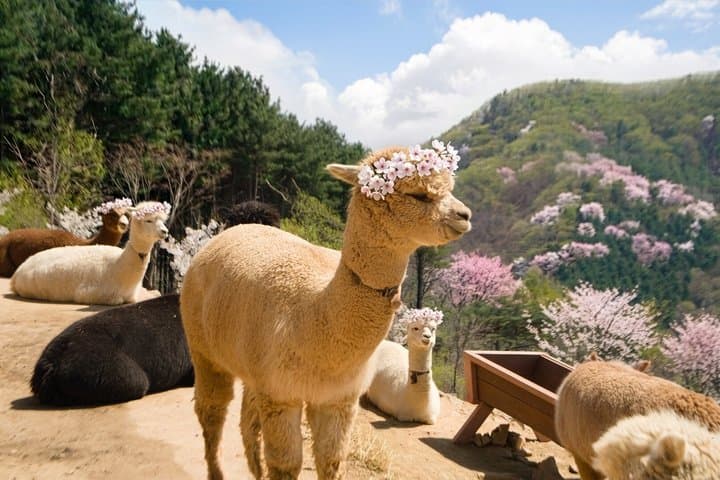Nami+Alpaca+Garden of Morning Calm (+Rail Bike Option)