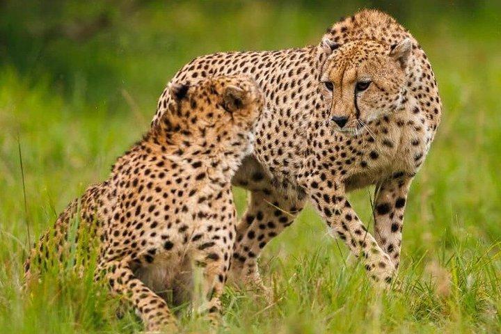 Masai Mara, Lake Nakuru, Naivasha & Amboseli 7days Private Safari