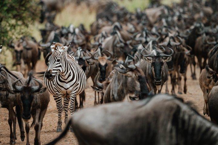 Serengeti Mara River Crossing Ngorongoro and Tarangire Safari