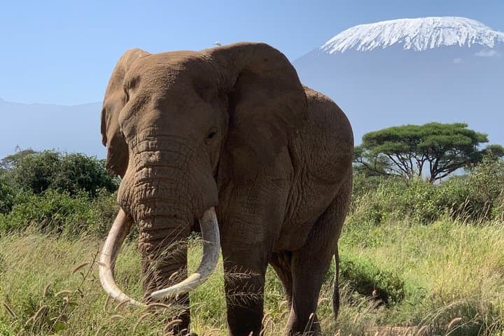 Amboseli National Park Wildlife Encounter 3 Days 2 Nights