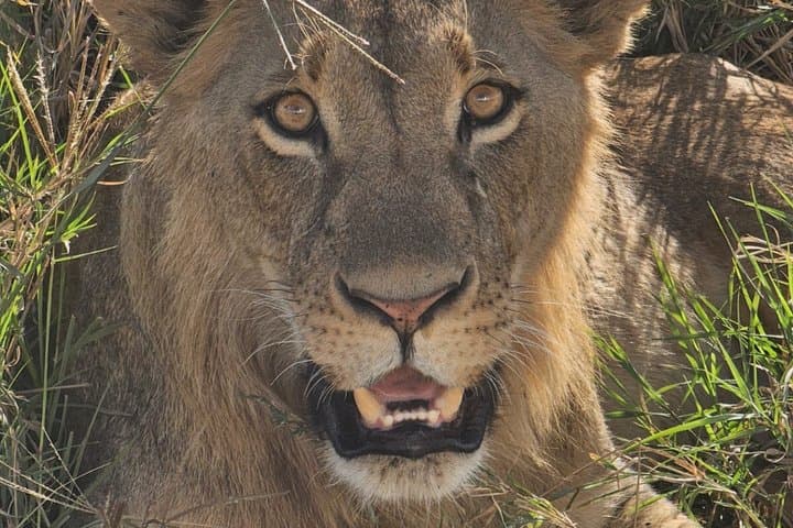 Amboseli National Park Wildlife Encounter 3 Days 2 Nights