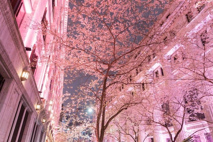 Tokyo Cherry Blossom Night Tour – Private Yozakura Experience