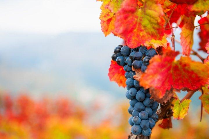 Winery Tour and Local Wine Tasting in Ischia