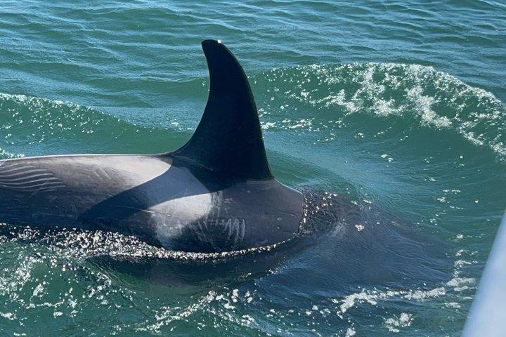 Whale Watching With a Peek at the Mendenhall Glacier