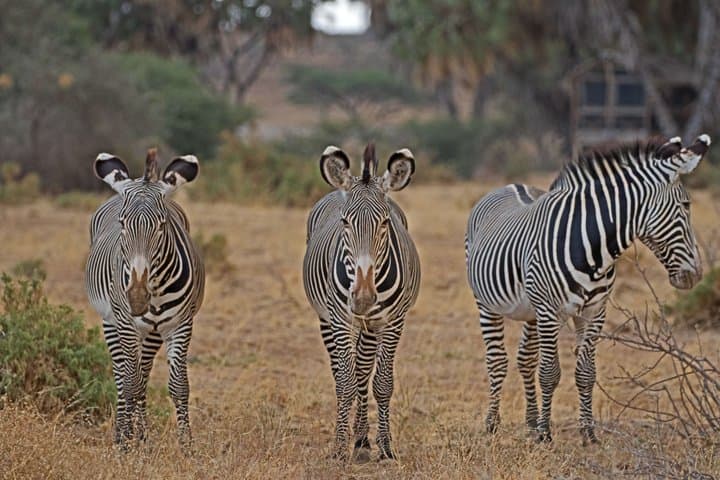 Samburu Game Reserve and Ol Pejeta Conservancy 4 Days Experience