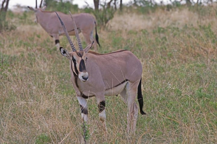 Samburu Game Reserve and Ol Pejeta Conservancy 4 Days Experience