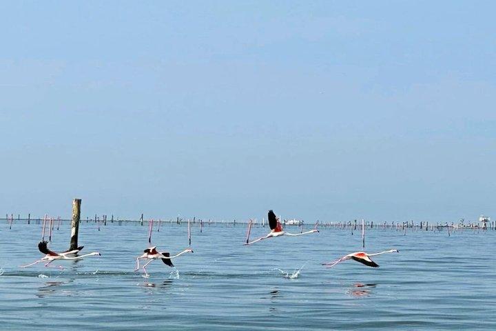Explore Isola dell’Amore and wildlife on a Po Delta Boat Tour