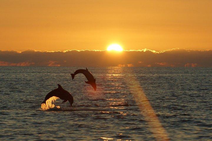 SeaQuest Sunset Dolphin Cruise in Destin
