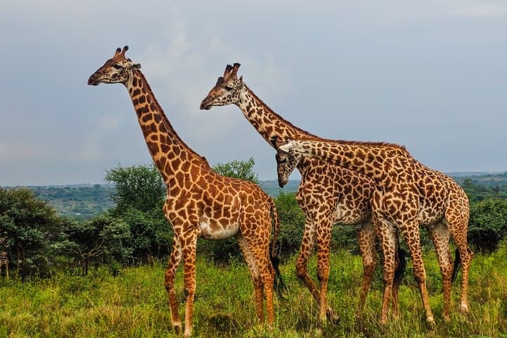 3 Days and 2 Nights Private Maasai Mara Safari
