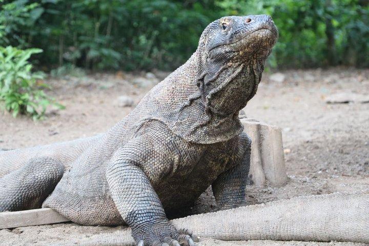 Early Morning Group Speedboat Tour to Komodo National Park