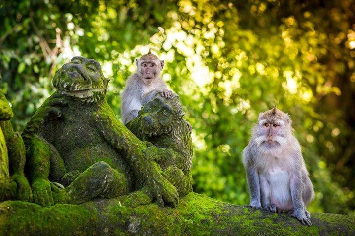 Best of Ubud: Waterfall, Rice Terrace, Monkey Forest & Temple
