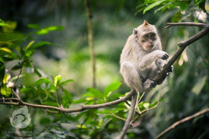 Best of Ubud: Waterfall, Rice Terrace, Monkey Forest & Temple
