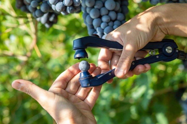 Amarone and Valpolicella Winery Tour with Transport from Verona