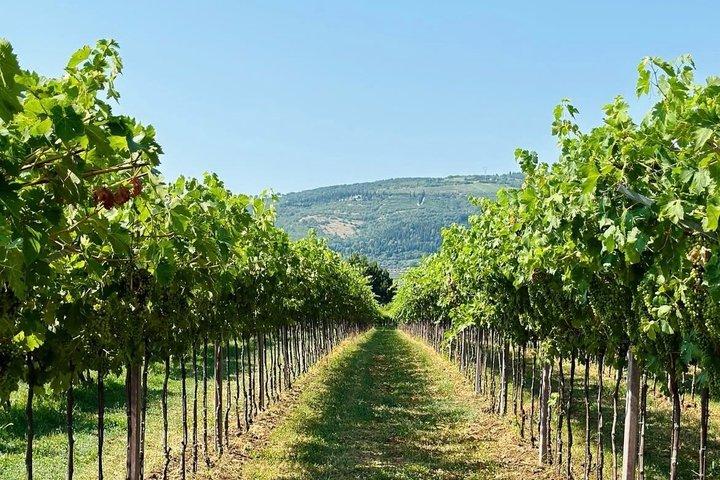 Amarone and Valpolicella Winery Tour with Transport from Verona