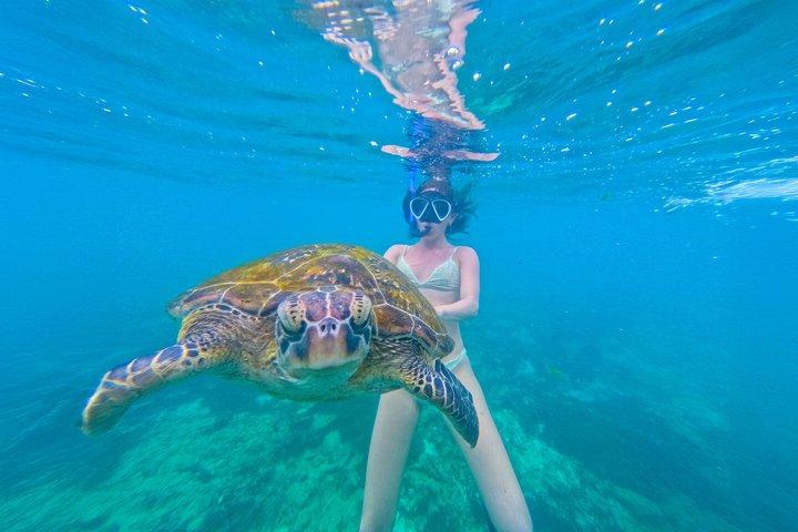 Turtle Snorkeling Mirissa: 100% Sighting Guarantee & Free GoPro