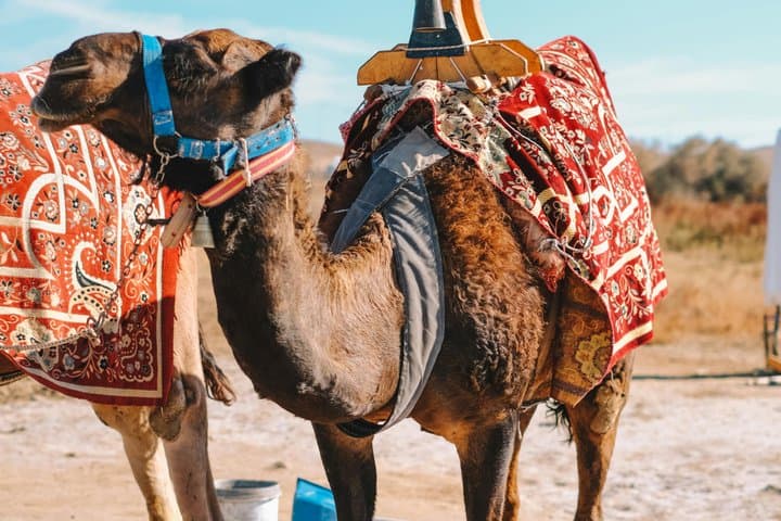 Agafay Desert Camel Ride Sunset Dinner and Live Moroccan Show