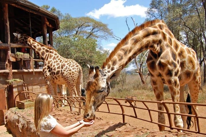 Nairobi Tour: Giraffe Center, Kobe Beads & Karen Blixen Museum