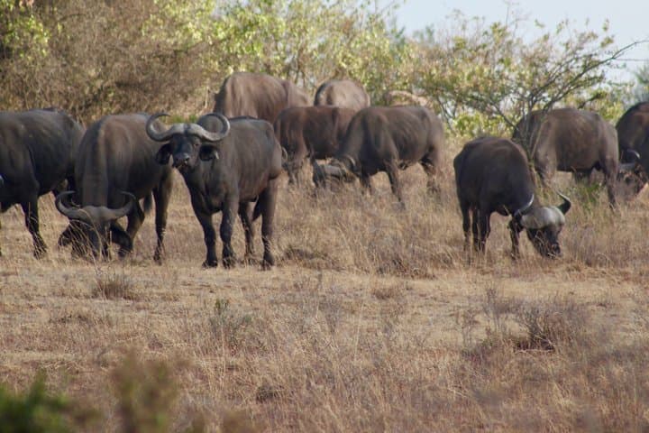 Safari Tour in Nairobi Wildlife