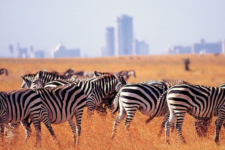 Safari Tour in Nairobi Wildlife