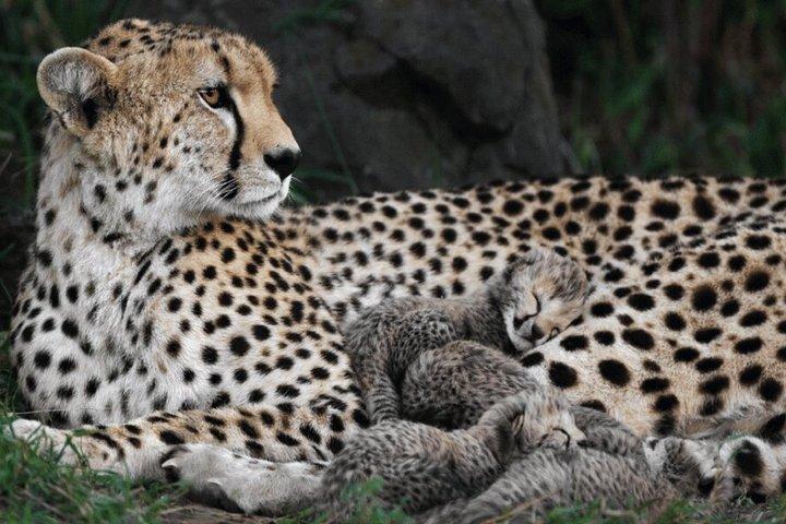 Amboseli National Park Tour with Kilimanjaro Views