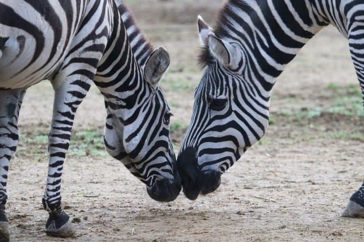 Half-Day Safari Adventure in Nairobi National Park