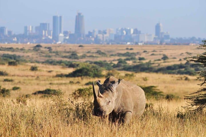 Half-Day Safari Adventure in Nairobi National Park