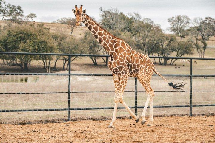 Fredericksburg Safari Tour Without Wine Tasting