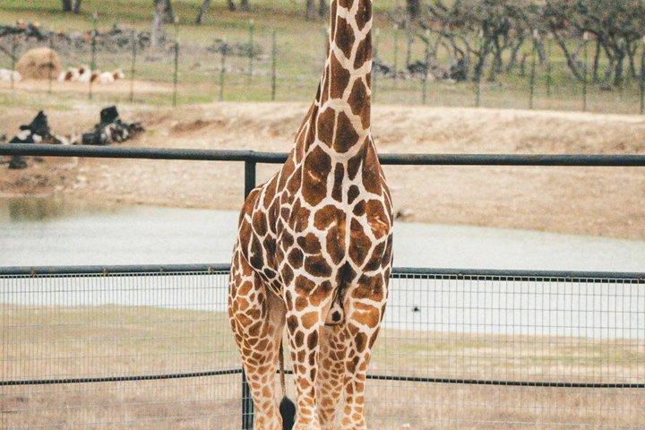 Fredericksburg Safari Tour Without Wine Tasting