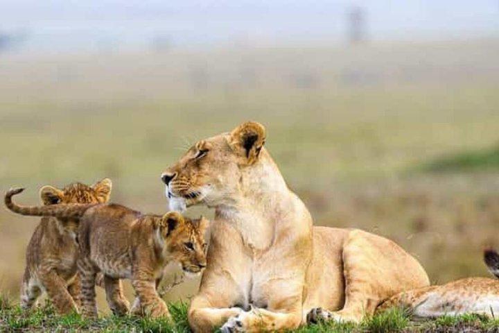 Nairobi National Park Guided Safari Tour for Wildlife Enthusiasts