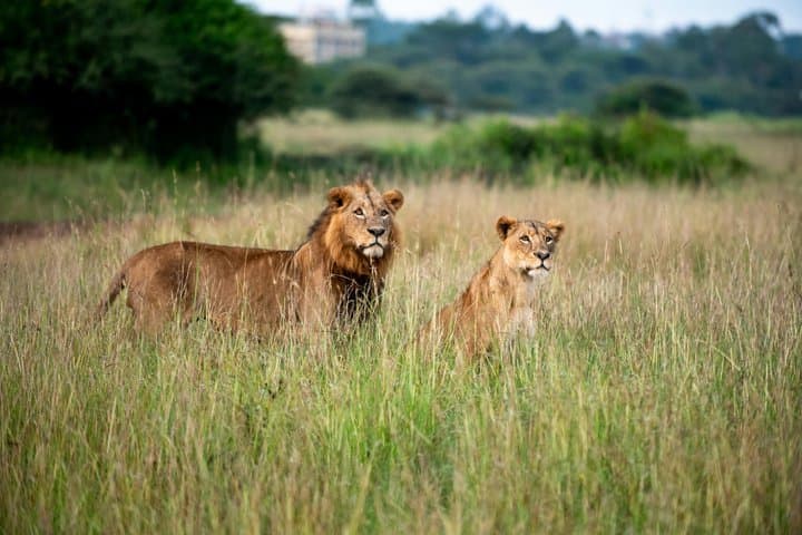Nairobi National Park and Giraffe Center Half Day Guided Safari