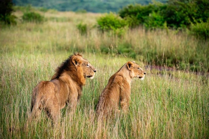 Nairobi National Park and Giraffe Center Half Day Guided Safari
