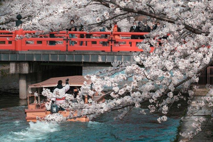 T8 Kyoto: Seasonal Cherry Blossoms & Omihachiman Canal Cruise
