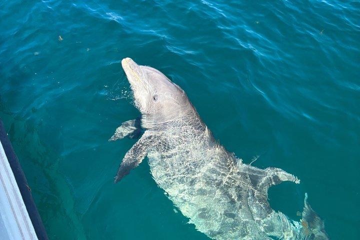 Shell Island Snorkel And dolphin sightseeing