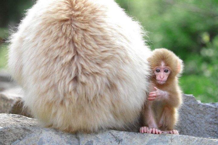 1-Day Private Tour Nagano Snow Monkeys Zenko-ji Temple Sake Test
