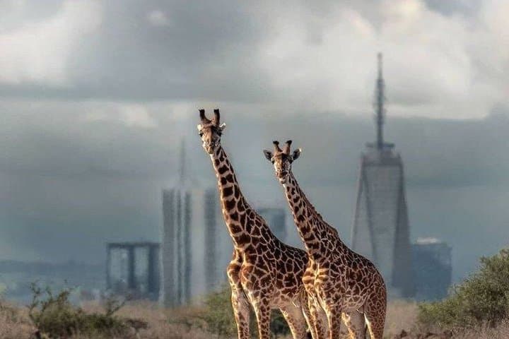 Nairobi National Park Day Trip with Expert Guide