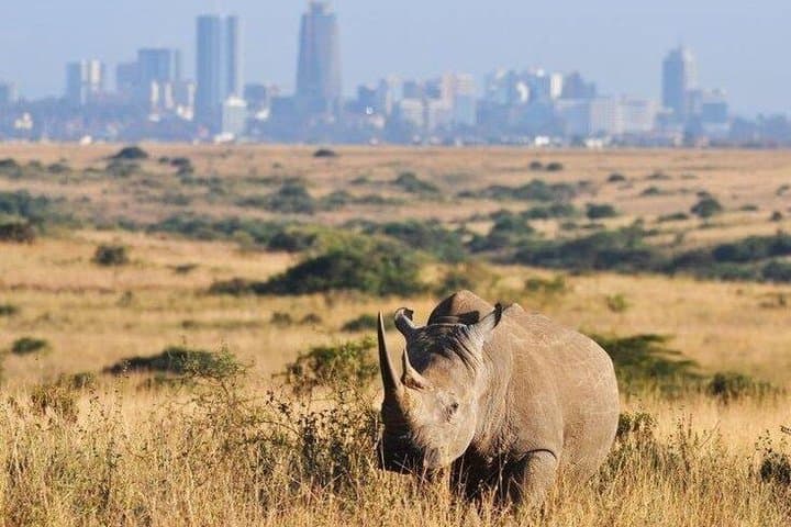 Nairobi National Park Day Trip with Expert Guide