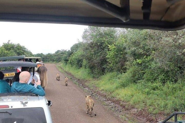 Nairobi National Park Day Trip with Expert Guide