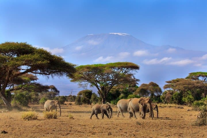5 Day Amboseli Nakuru Masai Mara African Magic Tour