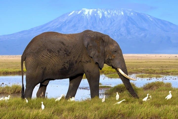 3Day Amboseli Park Safari at Ol Tukai Lodge in a 4x4 Land Cruiser