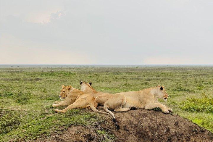 Day Trip to Tarangire National Park Wildlife Safari Adventure