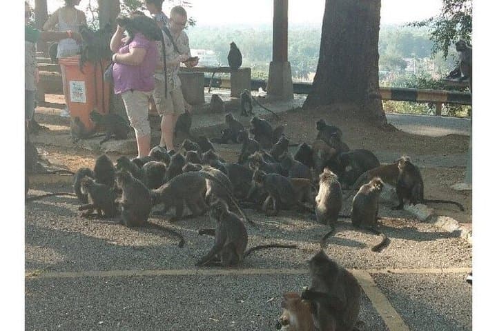 Private Batu Cave, Feed Silver Monkeys and Thousands of Fireflies